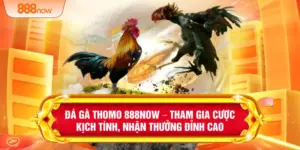 Đá Gà Thomo 888NOW – Tham Gia Cược Kịch Tính, Nhận Thưởng Đỉnh Cao