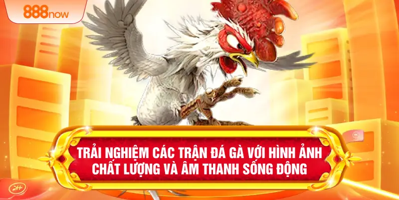 Trải nghiệm các trận đá gà với hình ảnh chất lượng và âm thanh sống động 